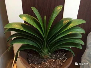 直播买花防套路指南，这些细节你注意到了吗？