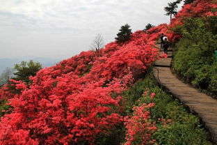 如何同过杜鹃花增加室内空气湿度？