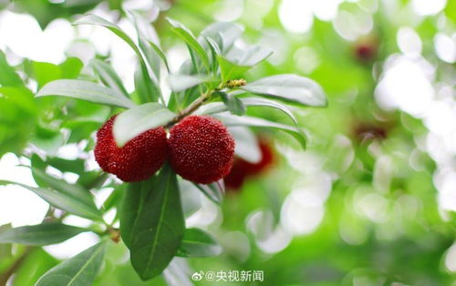 种子处理的温度