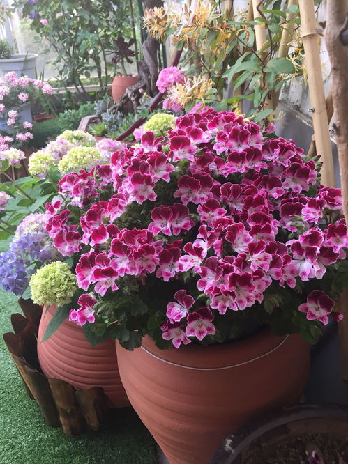 老桩不开花？春季换盆修根1/3，刺激生殖生长