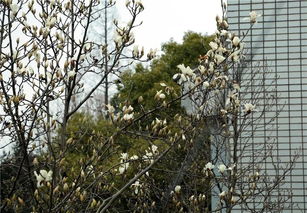 先说说咱们得从栽植说起