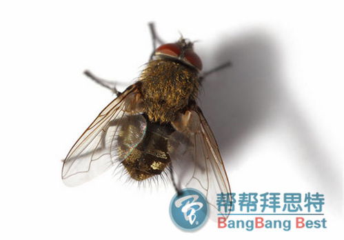 防治潜叶蝇危害