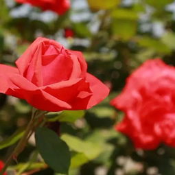 南阳月季甲天下 香飘五洲迎宾朋