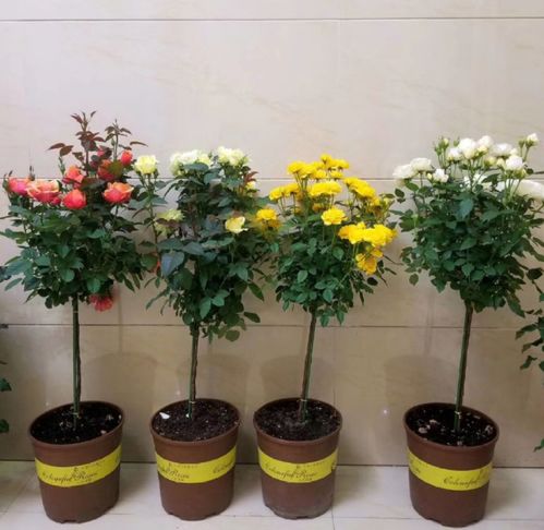 怎么用颜值爆表的嫁接棒棒糖月季技巧，养出既好kan又高产的美美月季花？