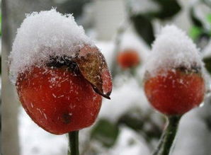 种子种植，影响品种和品质吗？