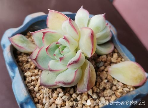 冬天多肉淋雨怎么办？如何避免烂根