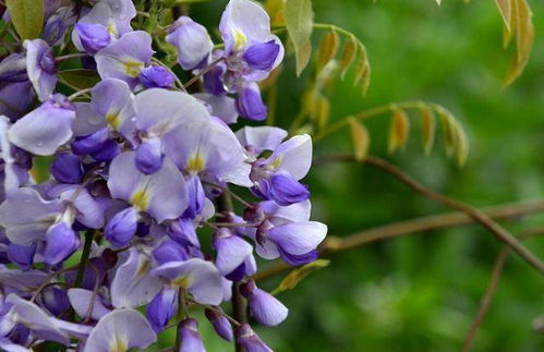 修剪与护理， 紫藤的精致妆容