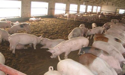 利用发酵床技术，创新驱虫养猪模式
