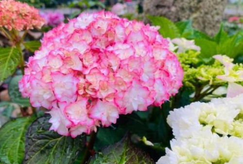 原因一：土壤问题