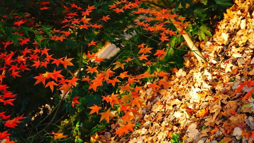 秋天的花海，五彩斑斓的画卷