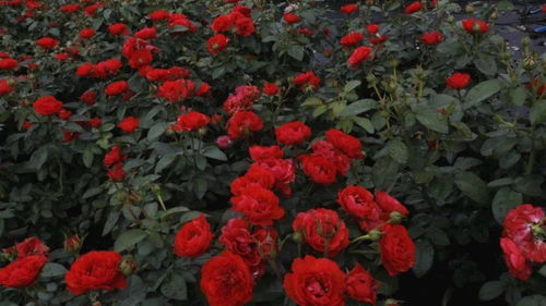 独立日月季：红白条纹的美丽传说