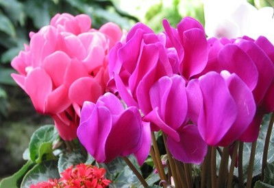 仙客来 北阳台的短日照宝贝