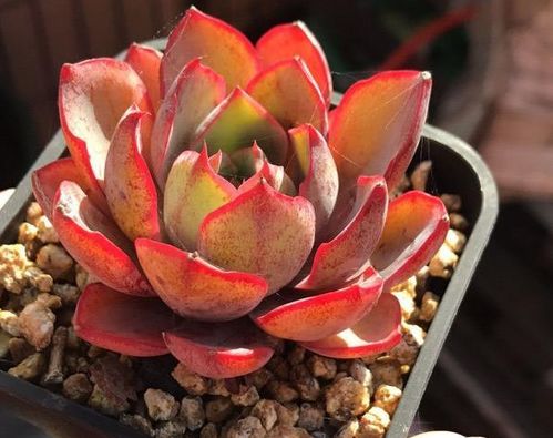 汇报人:2024-01-07浸盆露养闷养比较与选择实践案例分享目录浸盆01浸盆是指在盆栽植物的土壤表面浇水,让水分从盆底渗入,湿润整个盆土。定义等待土壤玩全吸湿,大约需