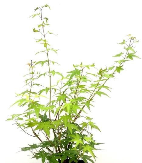 槭树盆景修剪枝条的奇妙之旅