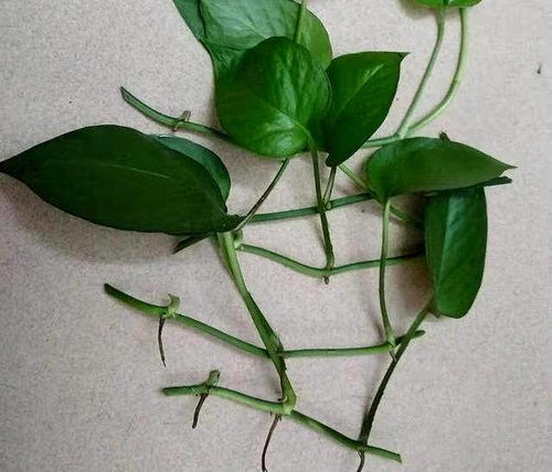 绿萝叶子生根，如何快速成活