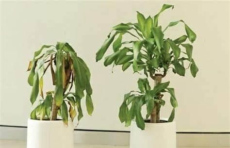 植物的转盆，是不是有它的智慧？