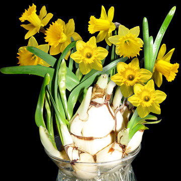 浇水与施肥：适时浇水， 补充肥料