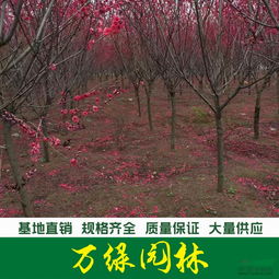 紫叶碧桃的生态习性大揭秘