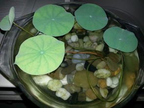 沙子养殖睡莲的建议