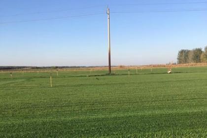 耐寒抗盐碱草坪品种大盘点