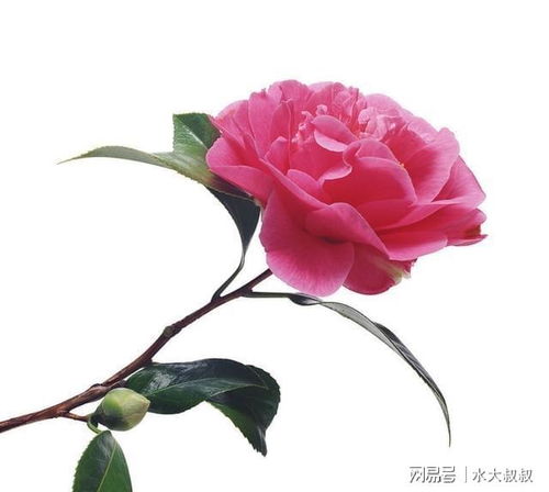 秋季养茶花促花苞，养法攻略全解析！