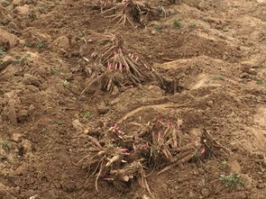 一、 夏季高温，苗木需水量大