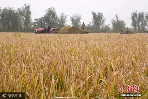 珠两优570：新型水稻种子