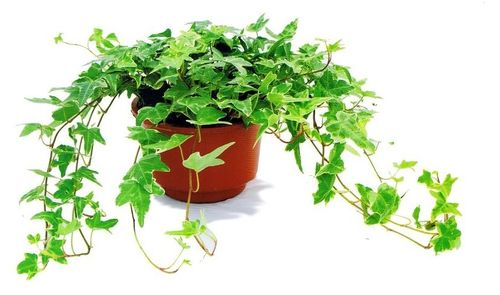 常春藤好养吗？