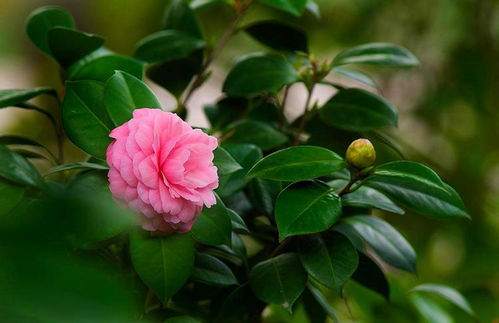 茶花多久开一次？花期揭秘！