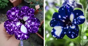 星辰绽放， 宇宙的神秘与花朵的灿烂