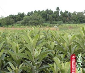 枇杷树，你竟然嫩嫁接这么多！