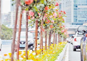 月季花开满院，岁月静好