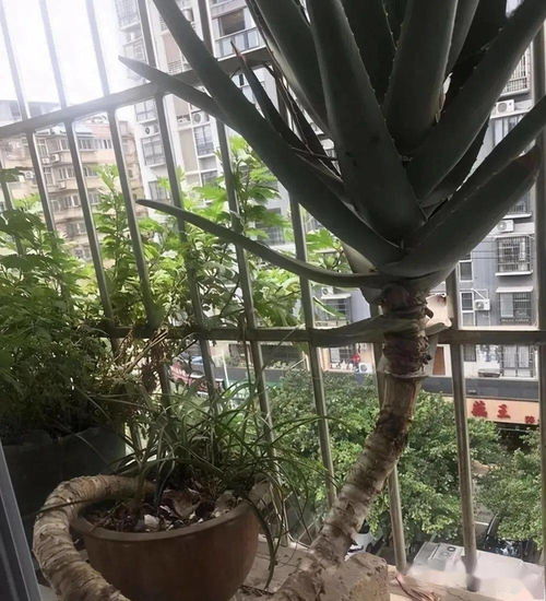 无根芦荟存活几率大吗？如何正确栽培与养护