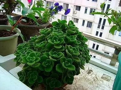 铜钱草开花了是时候换盆了吗