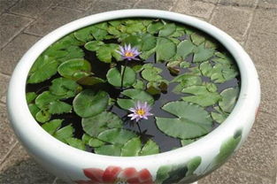 还有别的肥料吗？