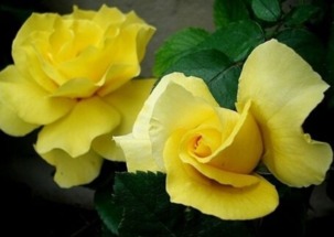 月季花的种植艺术