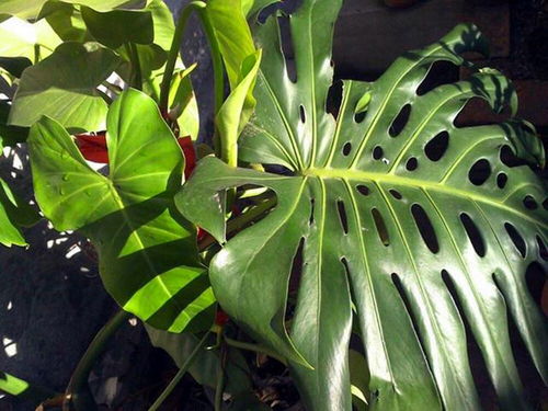 龟背竹和虎皮兰：花盆材质不同，水量也要变