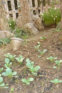 松土有秘诀：保持土壤呼吸