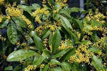 桂花北方过冬，如何防护才能安全越冬
