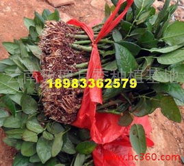 平安操作：剪枝的艺术