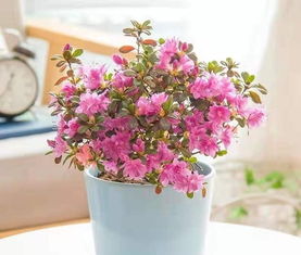 湖北气候特点， 适合种植的耐阴花