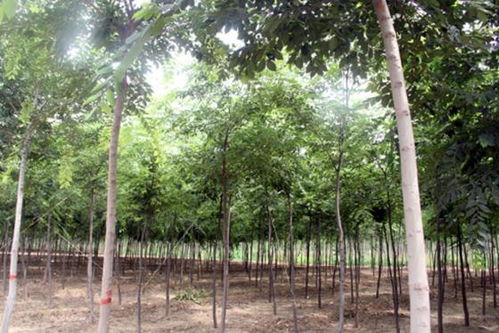 榉树：高大雄伟的绿色巨人