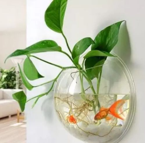 鱼池水草，维持生态平衡的重环