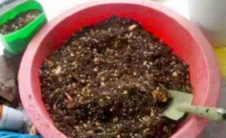 如何挑选优质花卉肥料？
