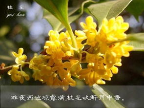 成都市花是桂花，它的故事你知道吗