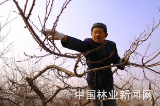 杏树修剪的最佳时间是什么时候？果农教你正确修剪时间