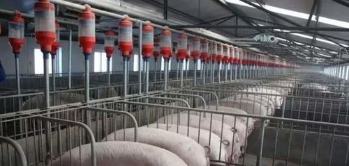 中国北方生猪养殖技术如何，能否支撑起我国庞大的生猪养殖规模？