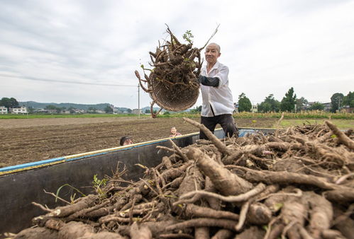 白芷种植方法详解