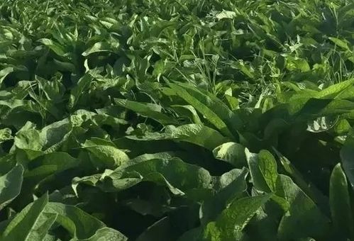 青贮营养丰富，干草适口性好