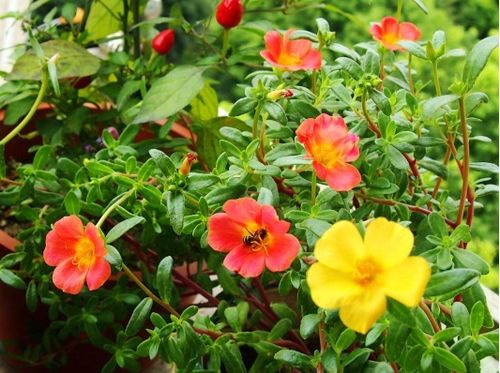 怎么三步提高成活率呢？